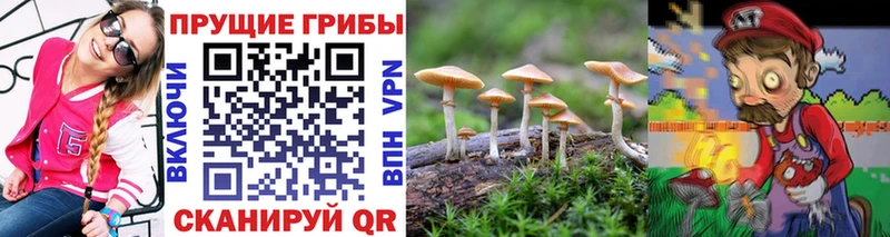Купить  Киров  Псилоцибиновые грибы Psilocybine cubensis 